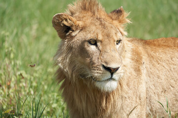 A Young Lion in the morning sun of Ngorongoro crater Serengeti