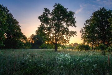 Summer view nature. Sunrise. Early morning. Meadow with trees and flowers. 