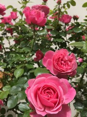 rose, kwiat, czerwień, jardin, charakter, roz, roślin, beuty, kocham, piękne, bukiet, zieleń, kwiatowy, lato, flora, romans, feuille, busz, barwa, valentine