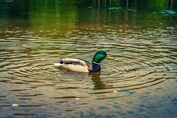 duck on the water