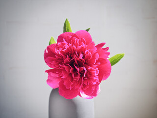 A lush red peony is in a gray vase on a gray background. Drops of water are on the flower petals.