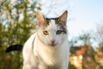 White and Grey Cat Wild
