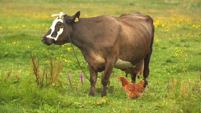 Diary Cow and Chicken on the meadow grassland. High quality photo