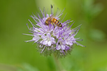 Rainfarn-Phazelie mit Biene