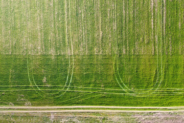 Green field with wheel marks and rural road. Aerial shot of spring agricultural landscape, farmland. Growing winter crops, top view