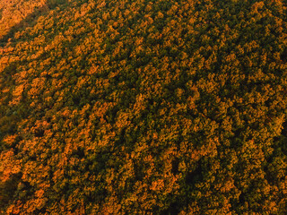Aerial view of forest with trees at sunset