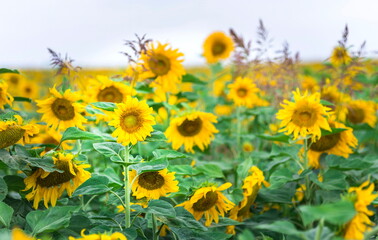 Beautiful sunflower field, Israeli agricultural area in Ayalon Valley near Latrun, Central Israel