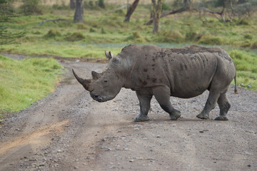 Obraz premium Rhino - Rhinoceros with Bird White rhinoceros Square-lipped rhinoceros Ceratotherium simum 