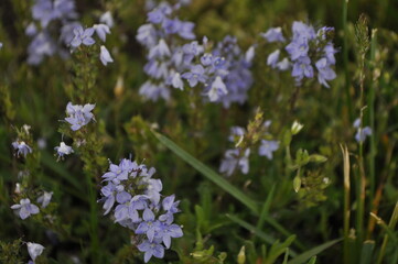 purple flowers in the field