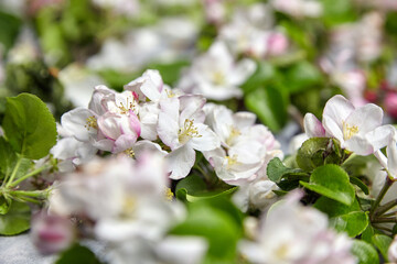 Spring flowers, apple tree branches with pink and white flowers and leaves on grey background, selective focus. Spring blossom