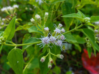 The close up of flower at the beach located in Malaysia