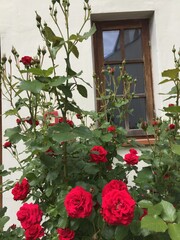 Naklejka na ściany i meble rose, kwiat, roz, czerwień, charakter, kwiat, jardin, rose, piękne, kwiat, bukiet, kocham, zieleń, beuty, roślin, kwiatowy, kwiat, flora, lato, biała, feuille, romans, busz, izolowany