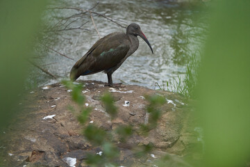  Hadeda ibis Bostrychia hagedash also called hadada Sub-Saharan Africa Kenya