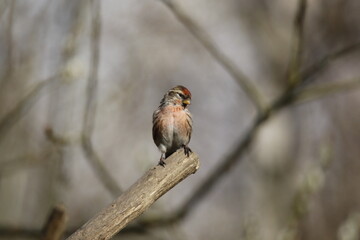 lesser redpoll in the woods