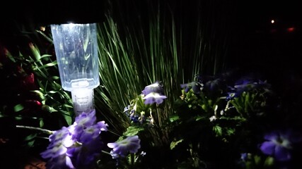 Ogród w nocy.