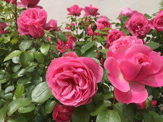 rose, kwiat, roz, czerwień, charakter, kwiat, jardin, rose, piękne, kwiat, bukiet, kocham, zieleń, beuty, roślin, kwiatowy, kwiat, flora, lato, biała, feuille, romans, busz, izolowany