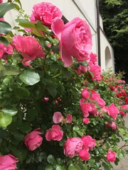 Fototapeta na wymiar rose, kwiat, roz, czerwień, charakter, kwiat, jardin, rose, piękne, kwiat, bukiet, kocham, zieleń, beuty, roślin, kwiatowy, kwiat, flora, lato, biała, feuille, romans, busz, izolowany