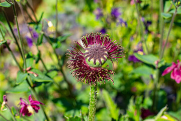 Close up of a poppy seed capsule of the oriental poppy, Papaver orientale or royal wedding