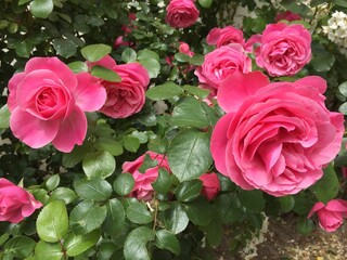 rose, kwiat, roz, czerwień, charakter, kwiat, jardin, rose, piękne, kwiat, bukiet, kocham, zieleń, beuty, roślin, kwiatowy, kwiat, flora, lato, biała, feuille, romans, busz, izolowany