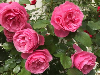 rose, kwiat, roz, czerwień, charakter, kwiat, jardin, rose, piękne, kwiat, bukiet, kocham, zieleń, beuty, roślin, kwiatowy, kwiat, flora, lato, biała, feuille, romans, busz, izolowany