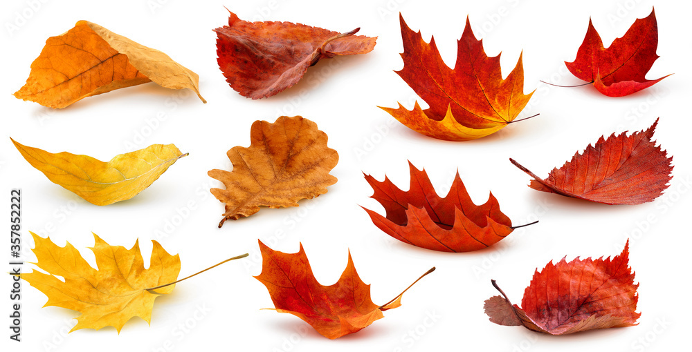 Canvas Prints isolated leaves. collection of multicolored fallen autumn leaves isolated on white background