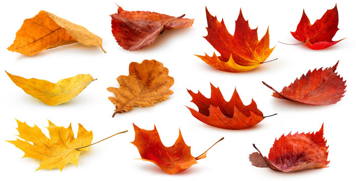 Fototapeta Isolated leaves. Collection of multicolored fallen autumn leaves isolated on white background