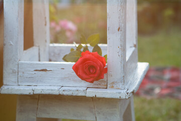 red roses in a wooden box