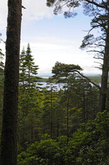 Vue ou panorama &agrave; travers les pins et les branchages, sur un petit lac c&ocirc;ti&eacute; dans le parc national de Killarney dans le comt&eacute; de Kerry en Irlande.