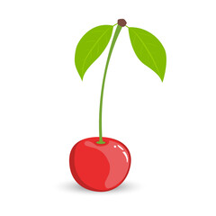 Vector illustration of a single cherry berry with leaves and a process on a white background.