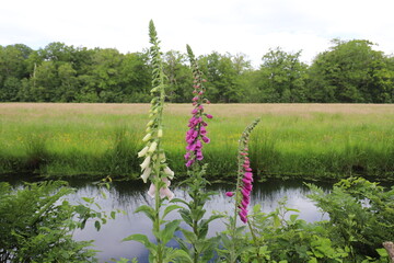  Beautifully blooming foxglove in various colors. In the foreground are the flowers with a natural background of a calm stream and field with forest edge. © Johan