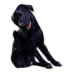 3D Rendering Labrador Dog on White