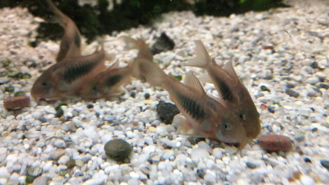 Metallpanzerwelse, Wels im Aquarium