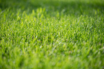 Naklejka premium Green natural lawn close-up. Short cut grass. The texture and background is bright green. Golf or soccer field.