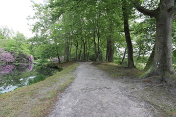 Fototapeta premium Beautiful view over a walking path in a green city park in the summer. With tall old trees around a pond. The rhodendron bushes reflect in the pond.