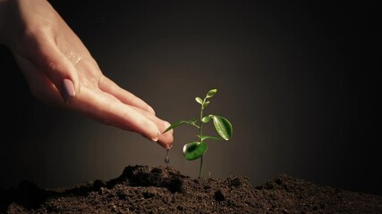 Plant growth. Save earth. Female hand drip watering small green sprout in fertile soil.