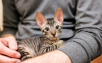 Cornish Rex kitten in the arms of a man. Coloring tabby cat