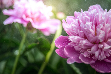Fototapeta premium Gently pink peony flower close-up. Blooming peony bush in the garden. Gardening and floriculture. Petals and buds.
