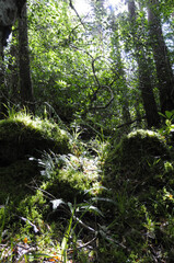 Bois recouvert de mousse et de végétation luxuriante dans la forêt humide du parc national de...