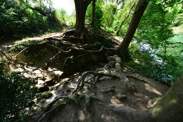 Fototapeta premium Tree roots at a pond in Surrey.