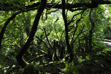 Fototapeta premium Bois recouvert de mousse et de végétation luxuriante dans la forêt humide du parc national de Killarney dans le comté de Kerry en Irlande.