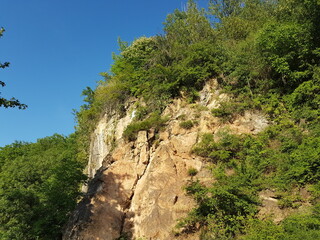 pine tree in the mountains