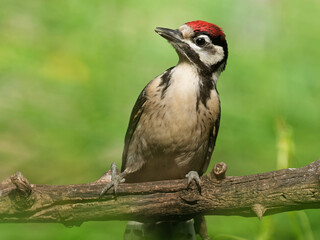 Juveniler Buntspecht