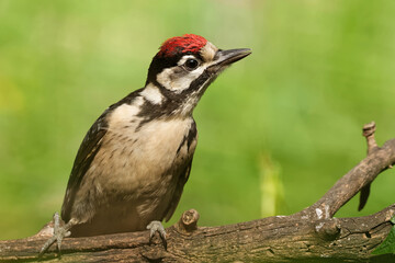 Juveniler Buntsprecht
