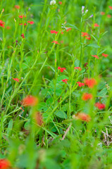 Beautiful red tropical single flower of Witchweed (Striga asiatica) in a green lush field, Seychelles