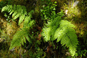Belle fougère sur sol tapissé de mousse dans la forêt humide du parc national de Killarney dans...