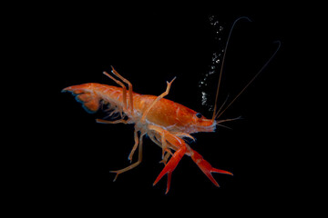 Aquarium Lobster shrimp isolated on black Background