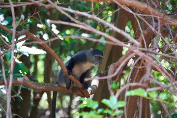 Blue monkey diademed monkey Cercopithecus mitis Portrait Species of Old World monke