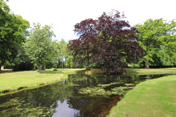 
Beautiful in various colors green summer city park with a view over the pond and old trees such as red beech.