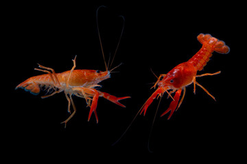 Aquarium Lobster shrimp isolated on black Background