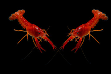 Aquarium Lobster shrimp isolated on black Background